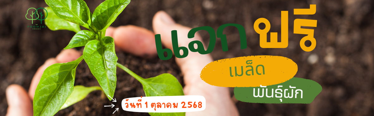 กิจกรรมแจกเมล็ดพันธุ์ผัก